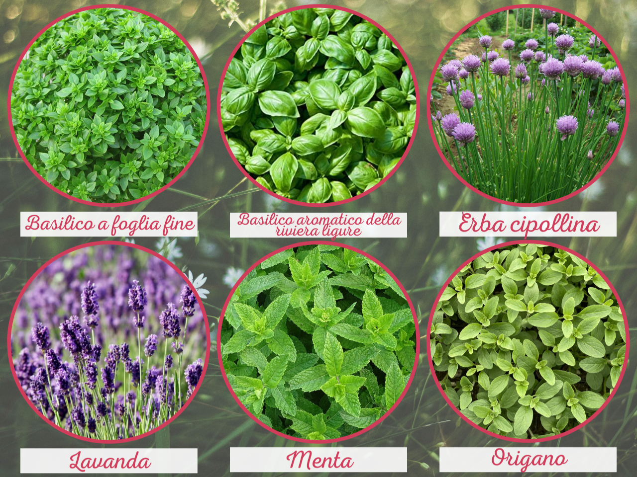 PIANTE AROMATICHE: