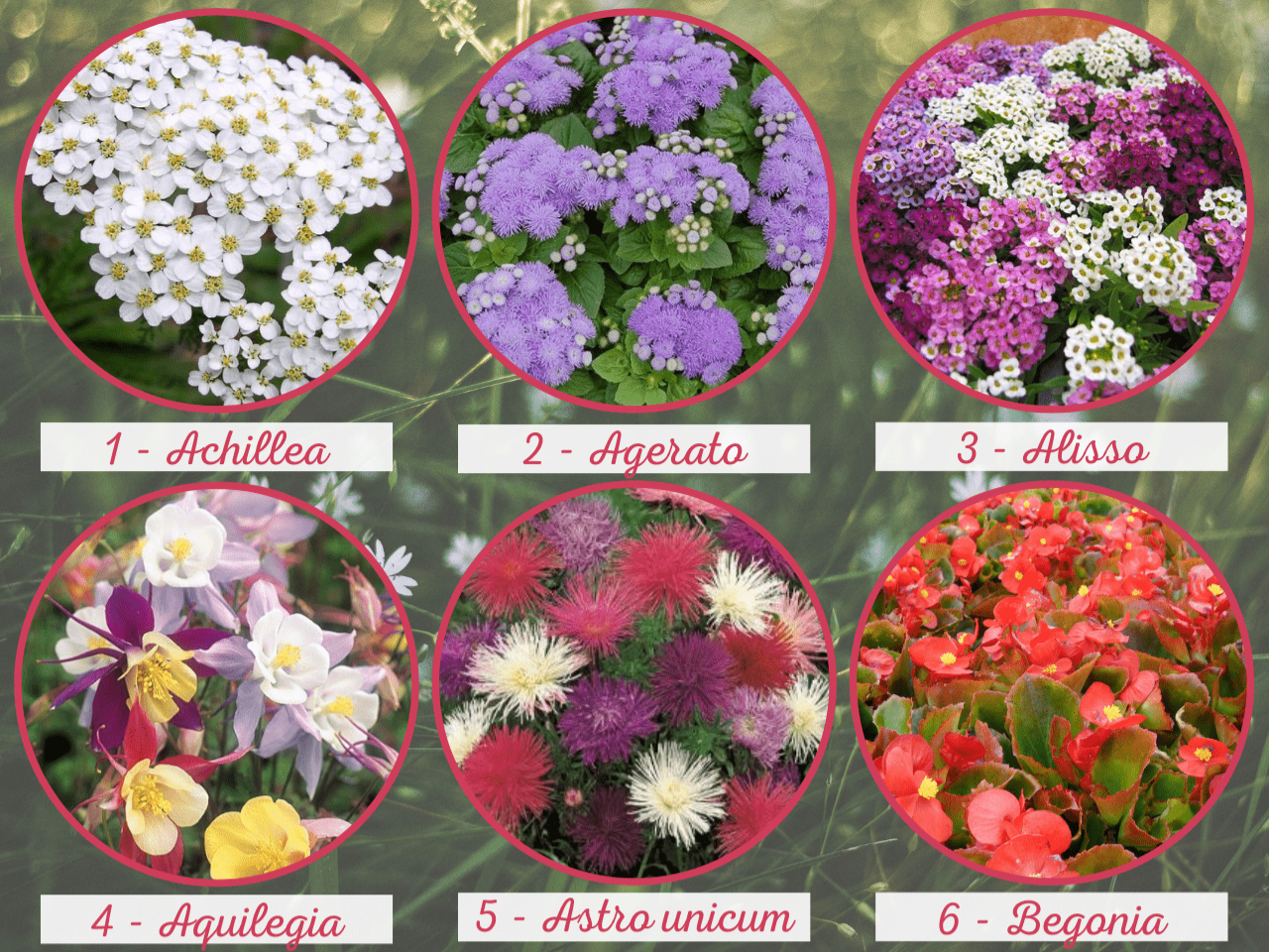 FIORI DA SEMINARE: